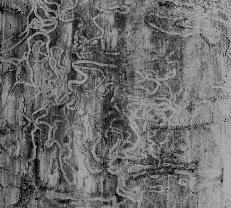 Lire la suite à propos de l’article Présence de termites selon les communes